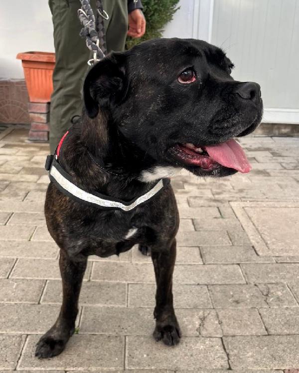 CHERRY BELLISSIMA BOXERINA Foto 7